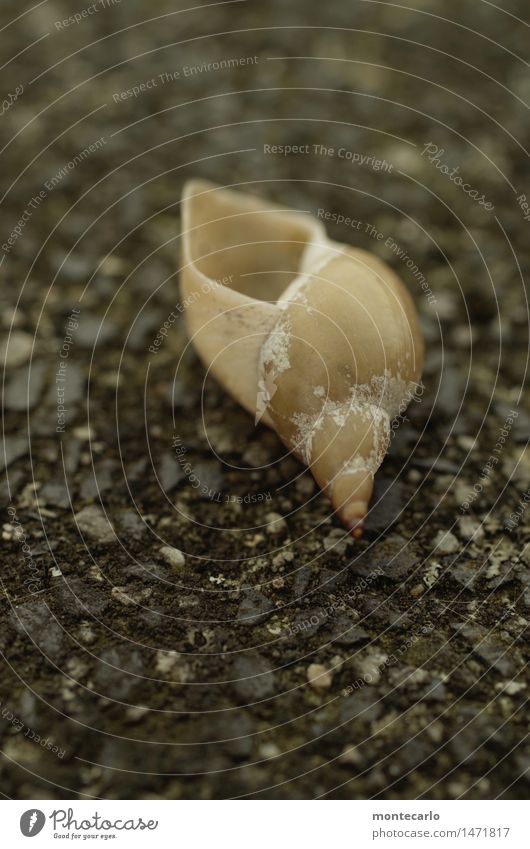 New tenant wanted Snail Snail shell Stone Old Thin Authentic Simple Cold Small Near Natural Round Point Gloomy Dry Gray Black Colour photo Multicoloured