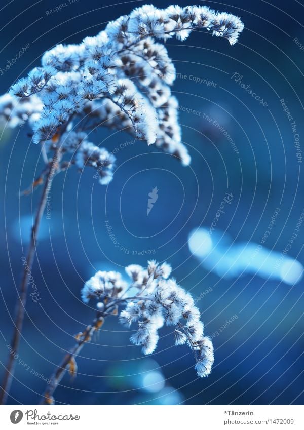 White Puschel Nature Plant Winter Beautiful weather Flower Garden Esthetic Natural Blue Colour photo Subdued colour Exterior shot Close-up Deserted Day Evening