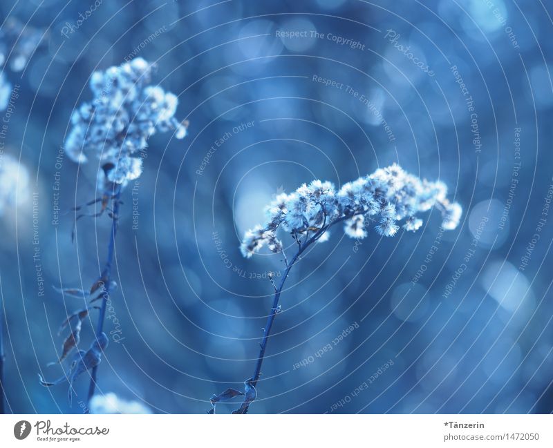 shades of blue Nature Plant Sunlight Winter Beautiful weather Grass Bushes Blossom Esthetic Uniqueness Blue Ease Blur Delicate Colour photo Subdued colour