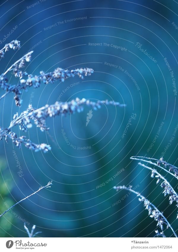 shades of blue Nature Plant Autumn Winter Beautiful weather Grass Bushes Garden Park Meadow Athletic Fresh Natural Soft Blue Colour photo Subdued colour