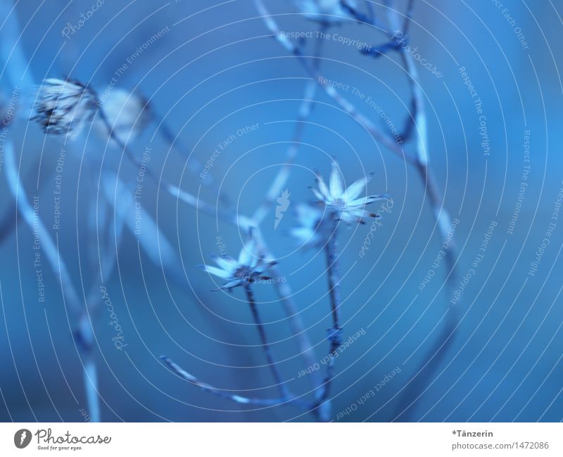 soft&blue Nature Plant Winter Flower Blossom Esthetic Natural Beautiful Blue Attentive Calm Colour photo Subdued colour Exterior shot Macro (Extreme close-up)