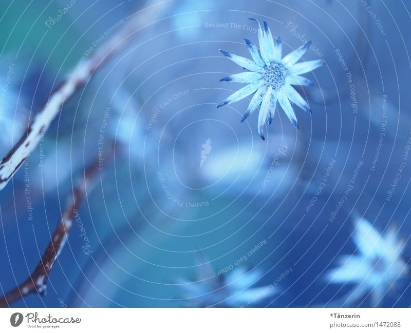 december blue Nature Plant Winter Beautiful weather Flower Blossom Garden Park Esthetic Fresh Natural Blue White Romance Calm Purity Colour photo Subdued colour