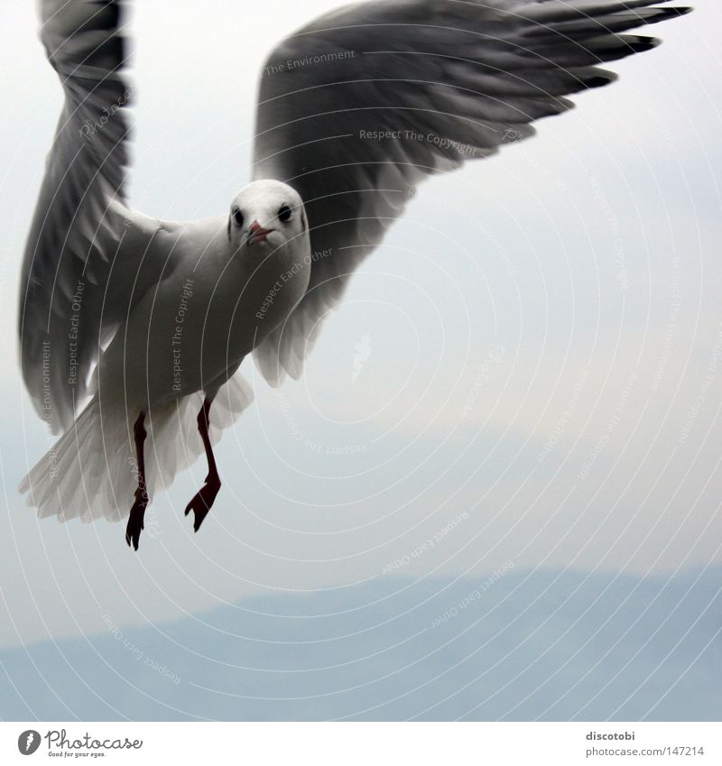 The rare Lake Constance Hummingbird Air Sky Animal face Wing Bird Seagull 1 Flying Large Cold Blue Gray White Flight of the birds Bright background Hover