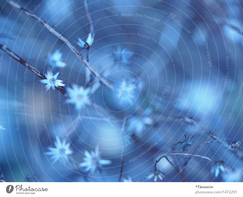 I already dream of blue flowers Nature Plant Winter Flower Blossom Esthetic Fresh Natural Beautiful Blue Romance Attentive Calm Colour photo Subdued colour