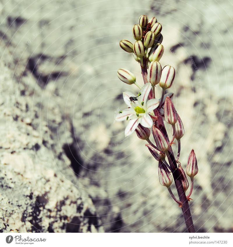 flowered up Beautiful Summer Autumn Flower Blossom Rock Wall (barrier) Wall (building) Fly Stone Blossoming Stand Faded Wait Exceptional Firm Loneliness Colour