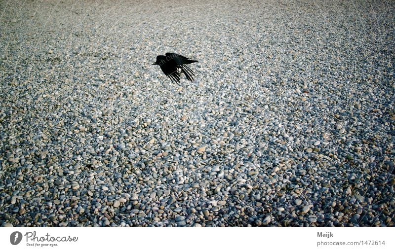 back to air Nature Sand River bank Isar Park Animal Bird Wing Crow 1 Flying Brash Brown Gray Black White city bird Clever Colour photo Exterior shot Close-up