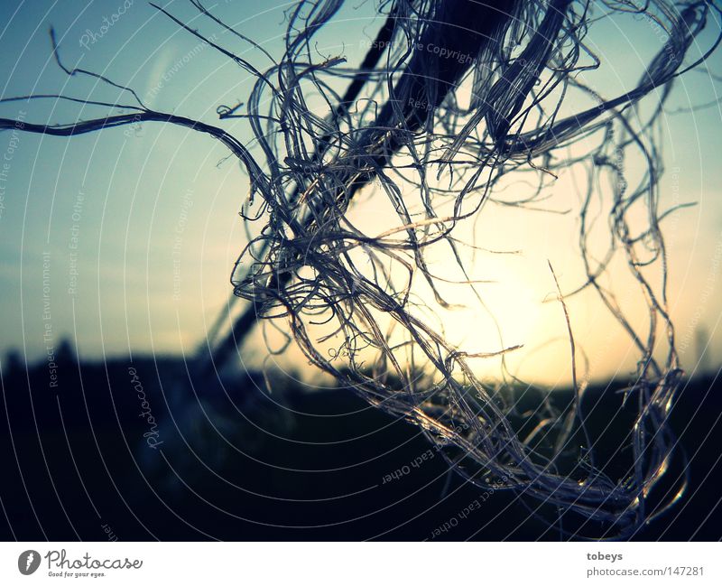 thread Meadow String Comfortable Sunset Fence Pasture Closed today :D Colour photo