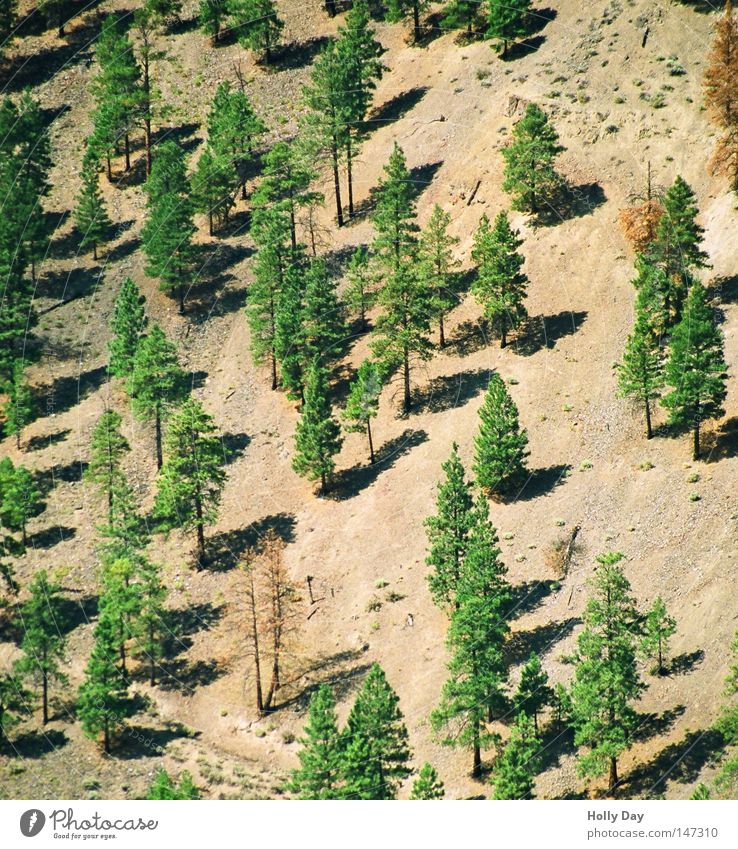 hillside location August Tree Canada Slope Earth Steep Brown Green Topple over Shadow Tree trunk British Columbia Roadside Opposite Sunlight Bright Forest