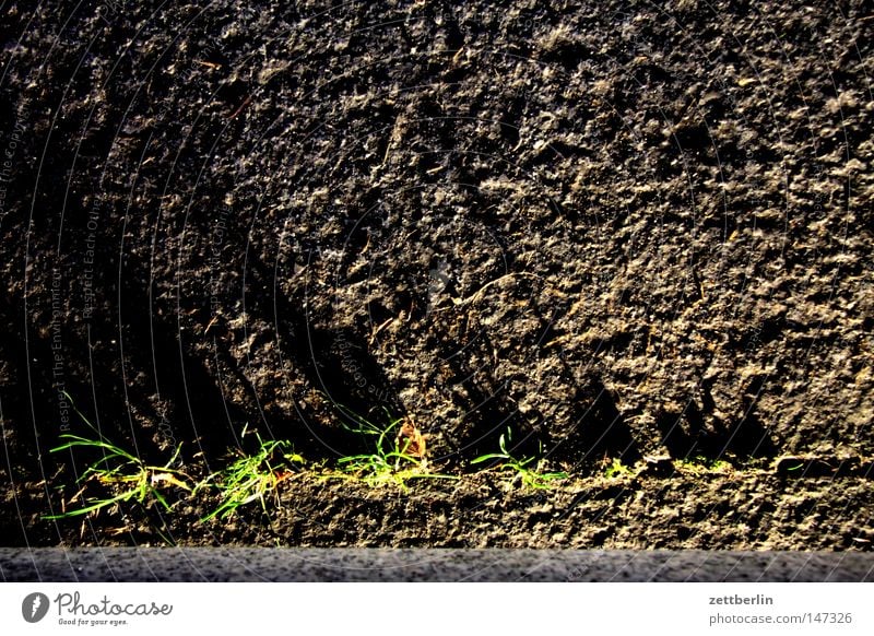 grass Grass Furrow Empty Power Force Plant Places Parking lot Growth Maturing time Shadow Light Stone Pebble Transience Traffic infrastructure Gap rolled gravel