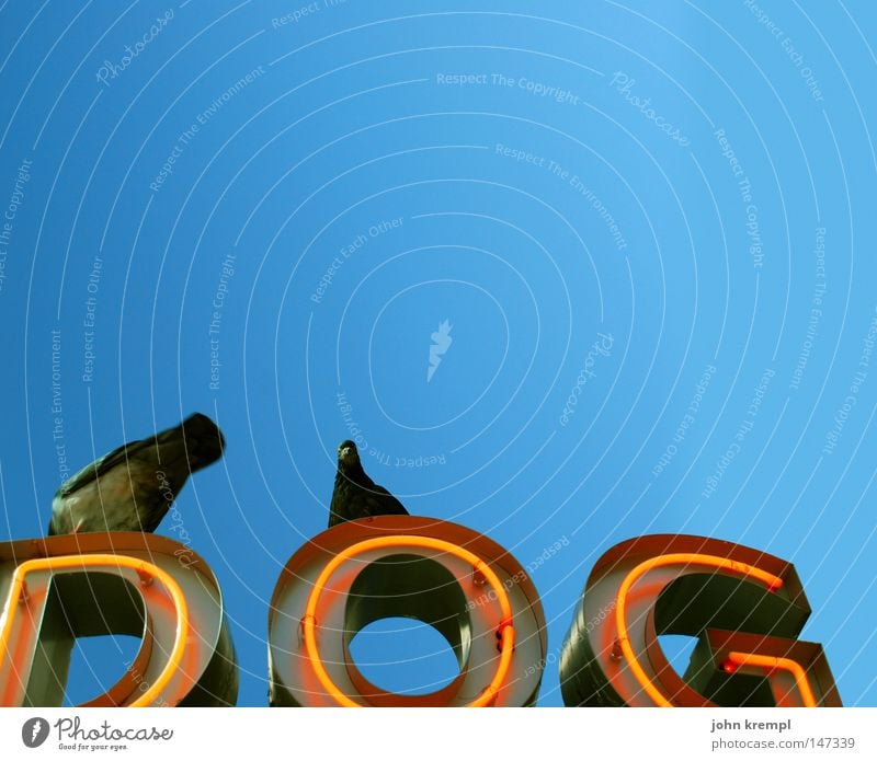 dog Dog Snack bar Pigeon Bird Sky Blue sky Neon sign Advertising Red Brilliant Gastronomy Hot dog sausage stand monkey