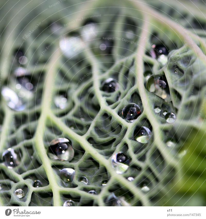 Water vein Cabbage Cabbage field Field Growth Flourish Nutrition Food Vitamin Vessel Juicy Rain Seasons Drops of water White Gray Green Autumn Wet