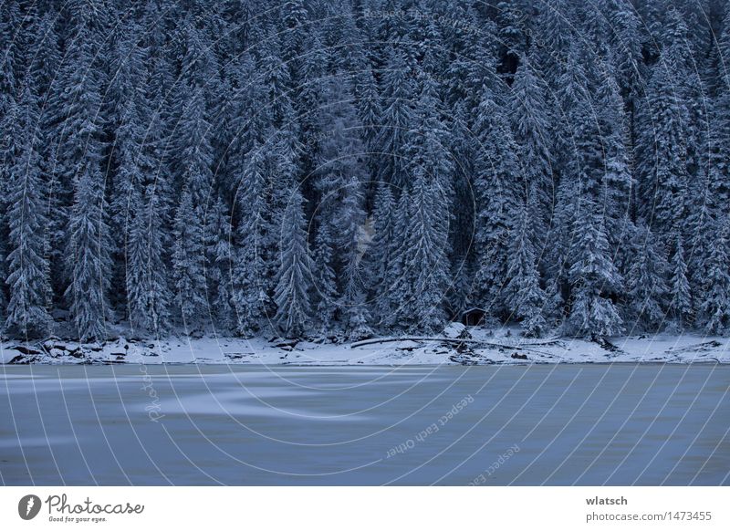 frozen lake Nature Landscape Gale Ice Frost Snow Snowfall Forest Dark Cold Blue Black White Colour photo Exterior shot Copy Space bottom Copy Space middle