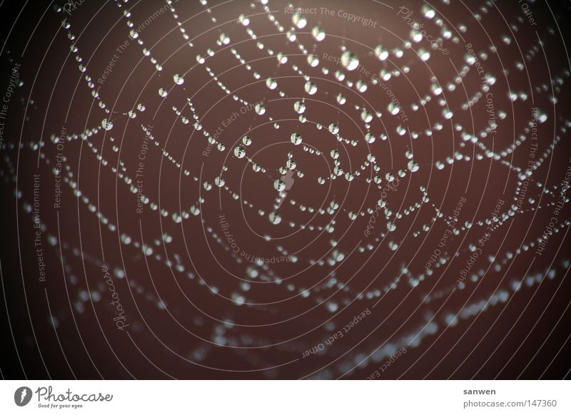 got caught Drops of water Rain Fog Morning fog Dew Hang Suspended Cloth Cobwebby Water Macro (Extreme close-up) Close-up Net Network Woven spider silk