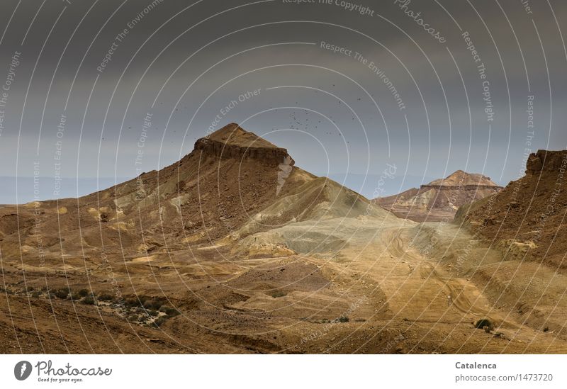 In the colored desert Hiking Bicycle Environment Nature Landscape Animal Earth Sand Clouds Winter Climate change Bad weather Drought Hill Rock Desert Negev Bird