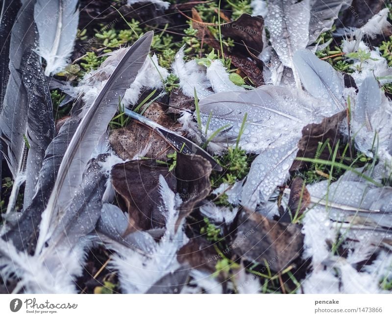 cruel predators. Elements Earth Park Bird Pigeon Sign To feed Hunting Fight Authentic Creepy Broken Wild Death Antagonism Feather Blood Cruel Nature