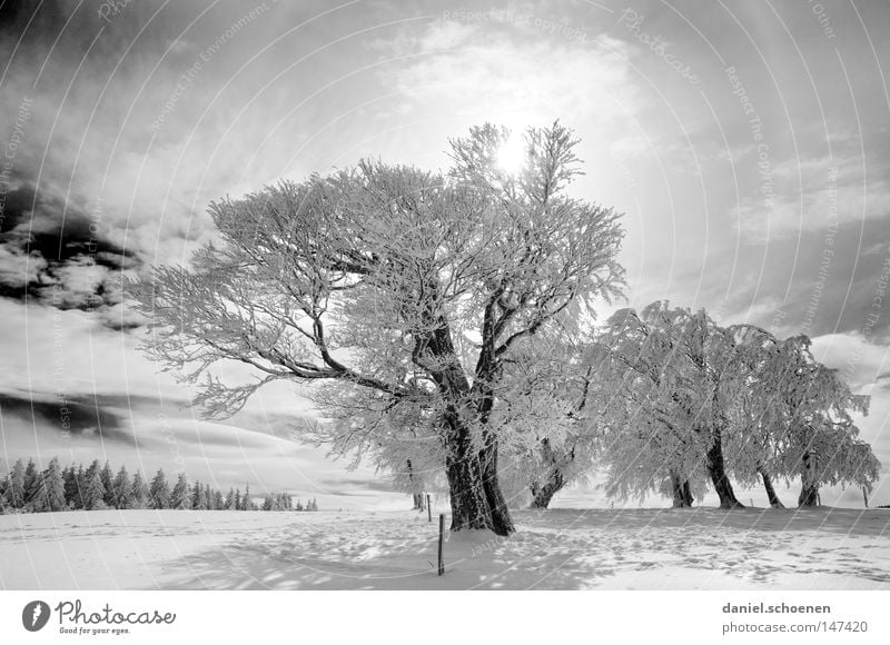 new christmas card 3 Sun Sunbeam Winter Snow Black Forest White Deep snow Leisure and hobbies Vacation & Travel Background picture Tree Snowscape Nature Horizon