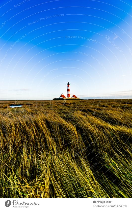 Wiesenmeer and lighthouse Westerhever Vacation & Travel Tourism Trip Adventure Far-off places Freedom Sightseeing Hiking Environment Nature Landscape Plant