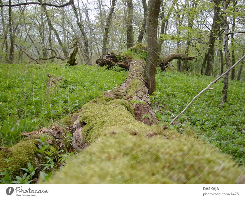 Tree trunk #1 Green Forest Spring Moss tree trunk