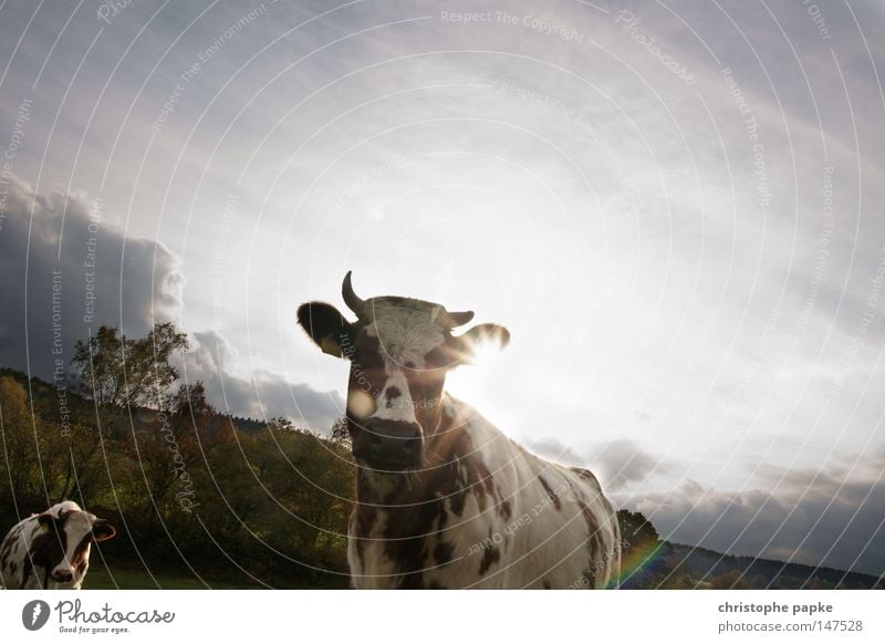 Take me away, cowboy Colour photo Exterior shot Deserted Copy Space right Copy Space top Day Light Silhouette Back-light Worm's-eye view Animal portrait