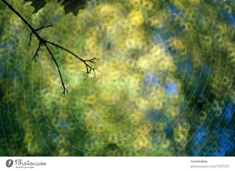 in the middle of autumn Autumn Moody Gold Leaf Branchage Twigs and branches Tree Tall Above Beautiful Lighting Analog Slide Blue Yellow Brown Colour Dye Flying