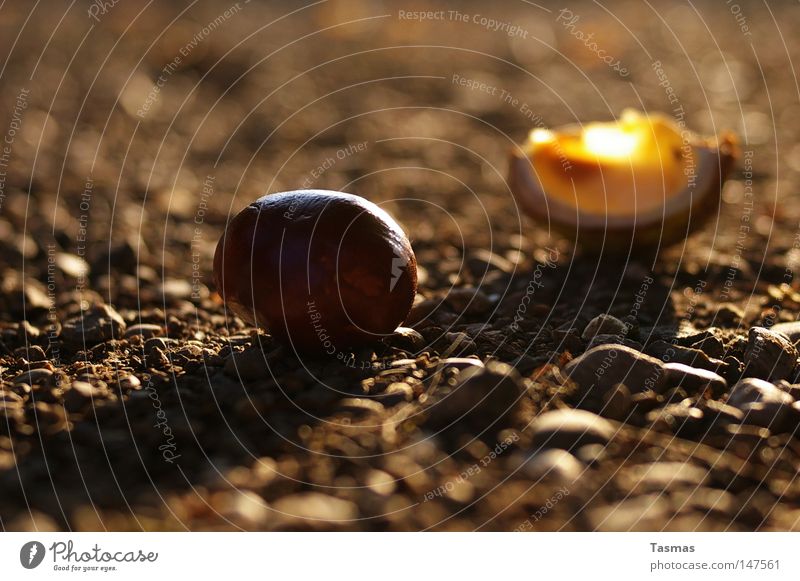 projectile Chestnut tree Bowl Husk Munitions Sweet chestnut Beech family Horse chestnut Autumn Fall down Slip Macro (Extreme close-up) Close-up Fruit