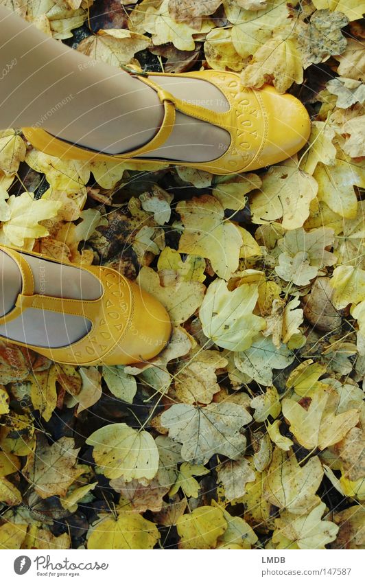 yellow foliage Footwear Buckle Autumn Leaf Yellow Green Asphalt Roadside yellow shoes Landing To go for a walk Feet Legs Street Lanes & trails autumn walk