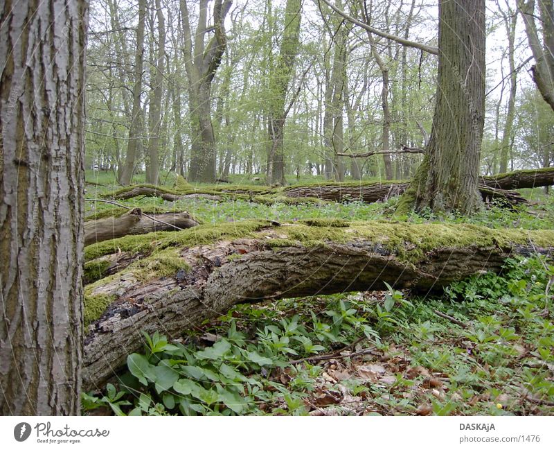 Tree trunk #2 Green Forest Spring Violet Moss tree trunk