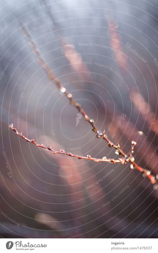 Ice on a stick Nature Winter Frost Plant Bushes Twig Freeze Glittering Wet Natural Blue Brown White Life Contentment Hope Moody Branchage Colour photo