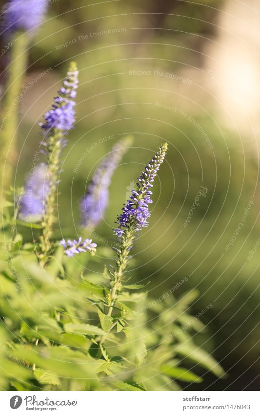 Purple lavender Lavandin flower Environment Nature Plant Flower Grass Blossom Foliage plant Wild plant Garden Meadow Field Free Happy Beautiful Green Violet