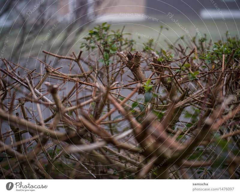 Where's the snow? IV Garden Environment Nature Plant Spring Autumn Winter Climate Climate change Weather Bad weather Fog Bushes Cold Near Wet Gloomy Brown Gray