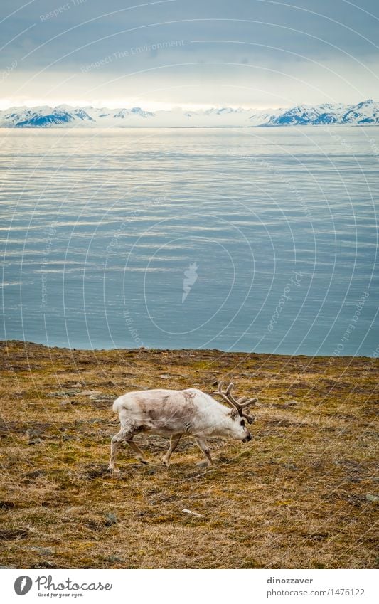 Reindeer Eating Summer Ocean Snow Mountain Man Adults Nature Landscape Animal Grass Forest Fur coat Wet Natural Wild Brown White The Arctic Spitzbergen water