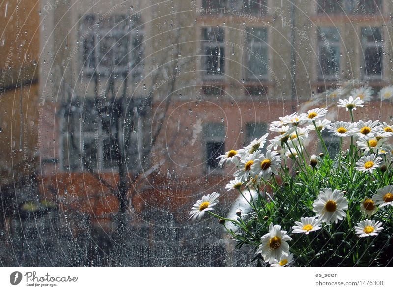 At the window Calm Flat (apartment) Room Plant Sun Flower Marguerite Chamomile Blossom Pot plant Flowerpot Window Blossoming Esthetic Bright Yellow Green Orange