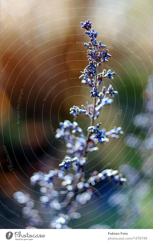 beginning of winter Nature Plant Winter Ice Frost Bushes Park Meadow Discover Growth Blue Violet Bud Colour photo Exterior shot Close-up Detail