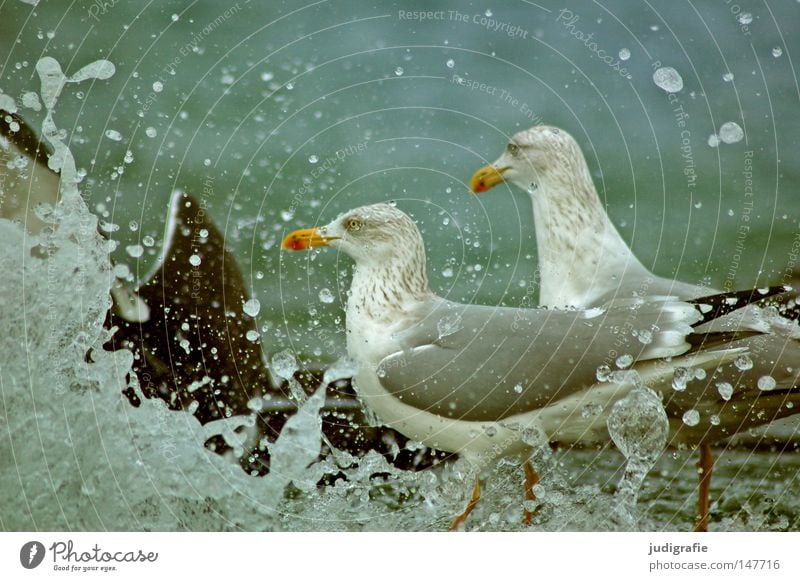 Baltic Seagull Silvery gull Bird Animal White crest Water Inject Gale Swimming & Bathing Vacation & Travel Relaxation Wind Fresh Looking Ocean Colour Beach