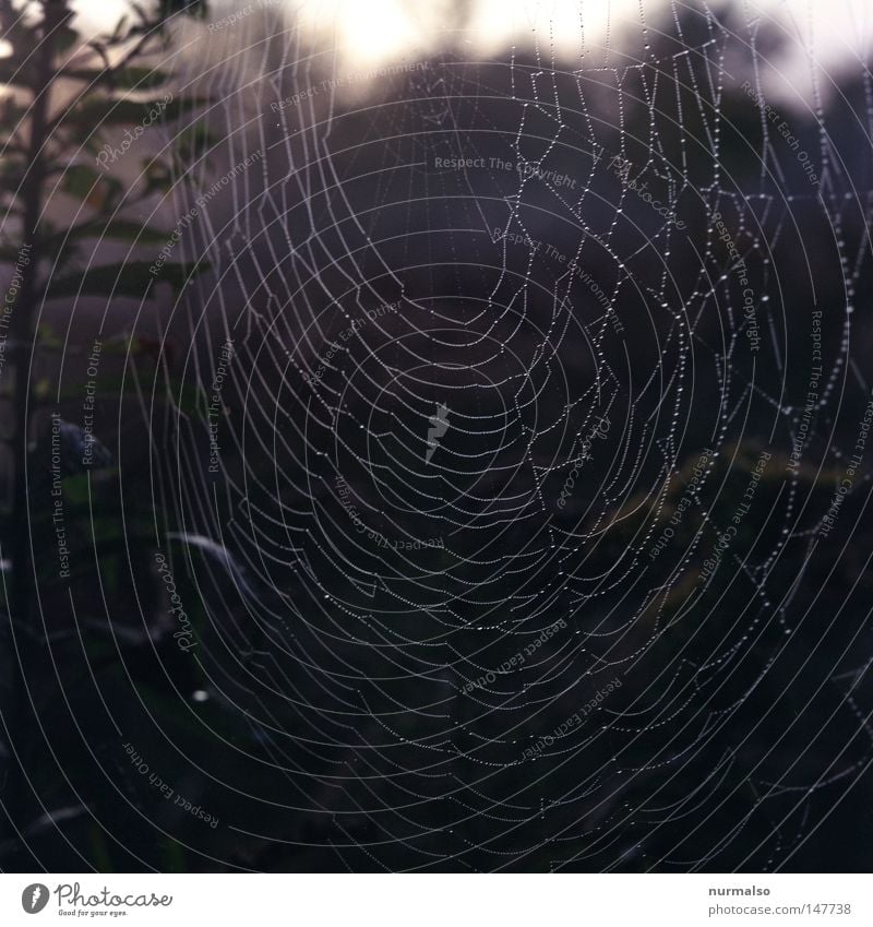 Spider@Home II Horticulture Agriculture Woven Weave Glittering Drops of water Autumn Indian Summer September Nature Authentic Morning Green Moody Cross spider