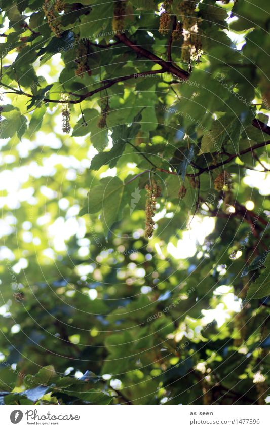 leaf canopy Wellness Life Harmonious Senses Relaxation Calm Leisure and hobbies Summer Sun Garden Environment Nature Beautiful weather Tree Leaf Blossom