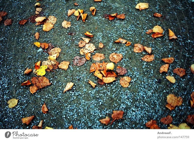 fall leaves Leaf Autumn Autumn leaves Comfortless Lime tree Lanes & trails Walking Going To go for a walk Sand Sandy path November Footpath Jogging Vertigo