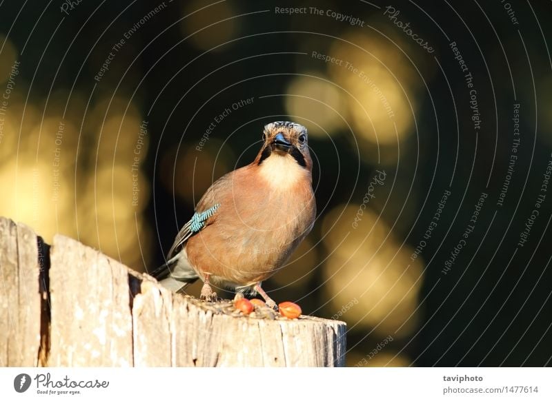 european common jay looking at the camera Beautiful Face Camera Environment Nature Animal Park Forest Bird Stand Smart Wild Brown Colour garrulus Feather