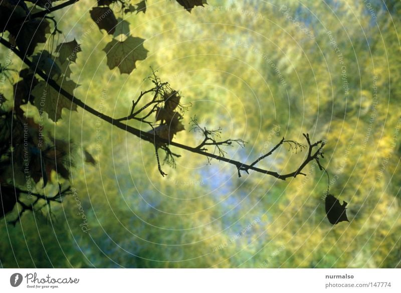 In the middle of autumn II Autumn Moody Gold Leaf Branchage Twigs and branches Tree Tall Upward Above Beautiful Lighting Analog Slide Blue Yellow Brown Dye