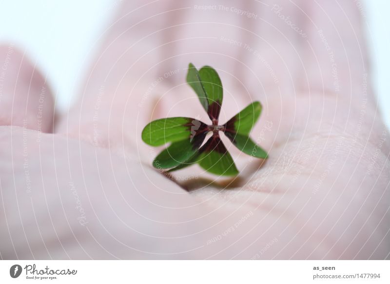 lucky charm Lifestyle Design Happy Healthy Wellness Harmonious Nature Leaf Good luck charm Four-leafed clover Clover Cloverleaf Souvenir Sign Touch To hold on