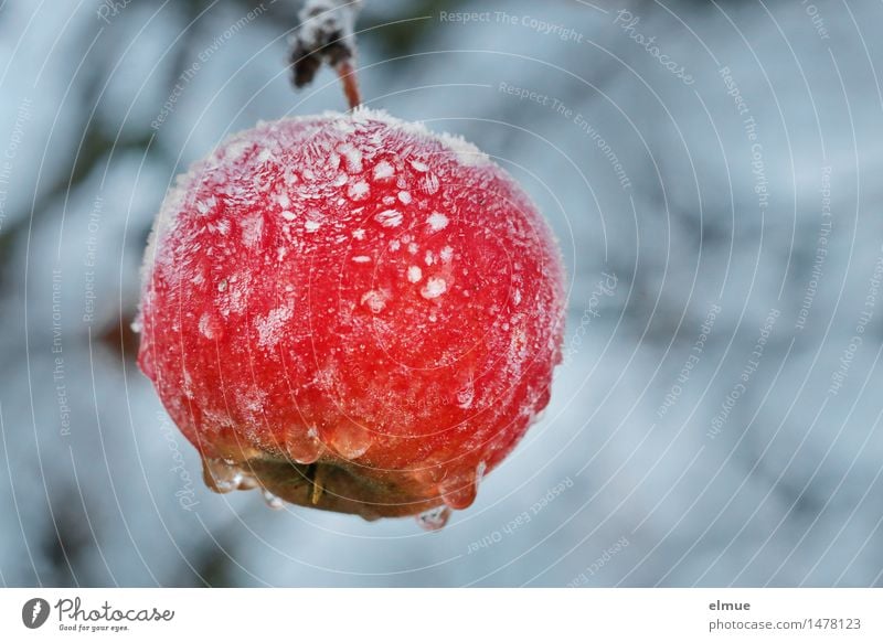 baked apple room Nature Winter Ice Frost Apple tree Cold Cold shock Diet Freeze Hang Healthy Wet Sour Beautiful Sweet Feminine Red Life Curiosity Hope Appetite