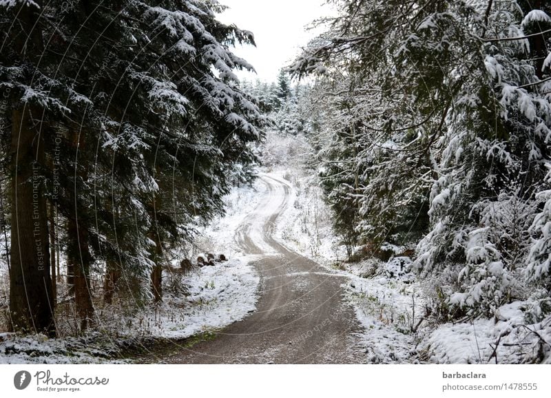 winter walk Nature Landscape Winter Climate Snow Forest Fir tree Black Forest Cold White Moody Relaxation Leisure and hobbies Horizon Idyll Calm Environment