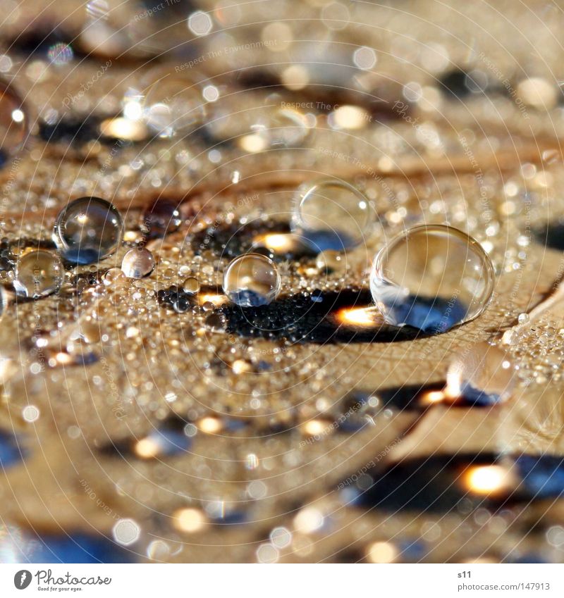 taupe beads Glass bead Drops of water Glass ball Marble Wet Fresh Cold Morning Autumn Seasons Autumnal Brown Vessel Leaf Rain Sunlight Sunbeam Enlarged Plant