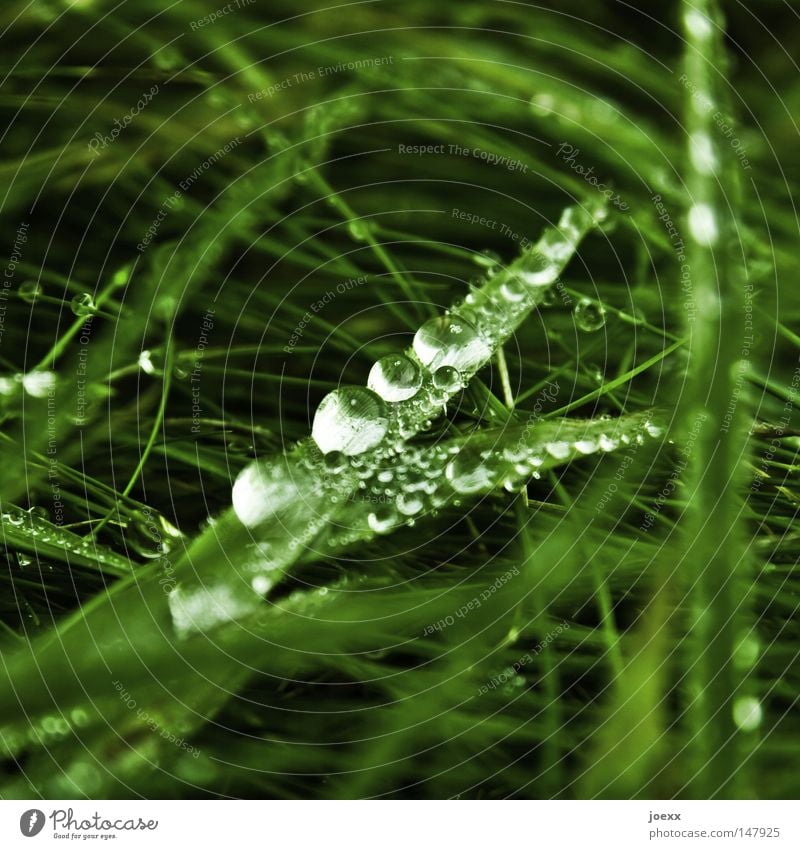 Small Pearls Worm's-eye view Grass Blade of grass Macro (Extreme close-up) Morning Nature Rain Drops of water Dew Meadow