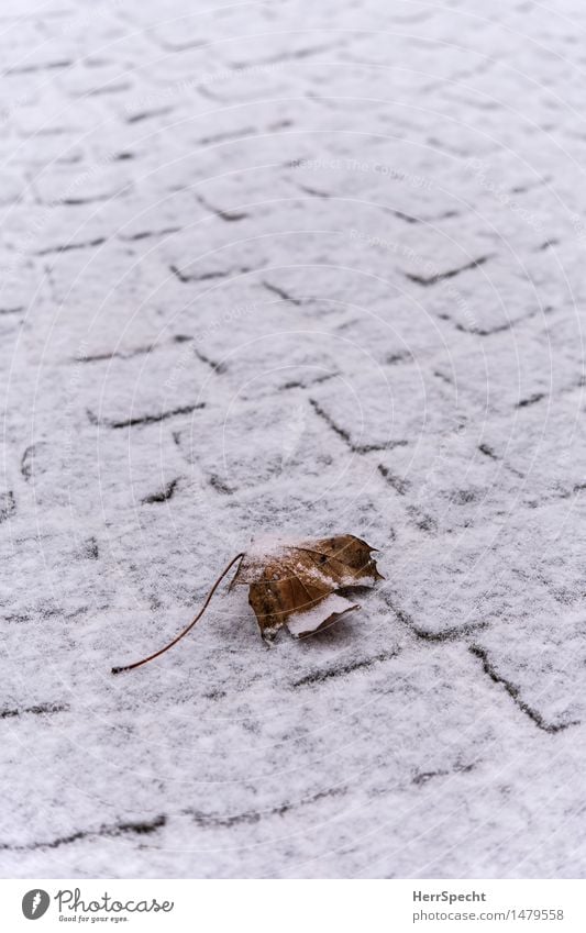 beginning of winter Winter Snow Leaf Old Brown White Death Decline Transience Snow layer Paving stone Maple leaf Autumn leaves Loneliness Powder snow Smooth