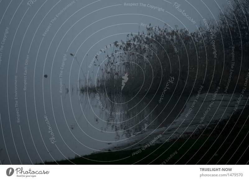 The grey lagoon. Nature Landscape Plant Elements Earth Sand Water Winter Weather Bad weather Fog Grass reed Park Meadow Lakeside Deep Sea/Havel Brown Gray Green