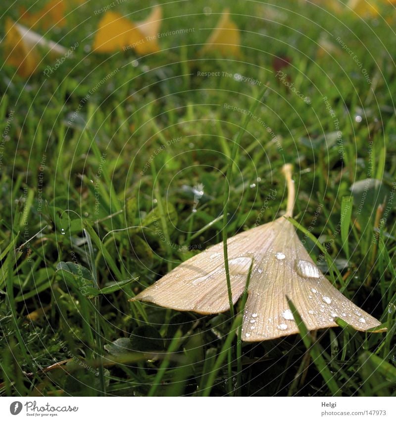 autumnal brown ginkgo leaf with raindrops lies on a green meadow Ginko Leaf Autumn Autumnal October November Meadow Grass Lawn Blade of grass Drops of water