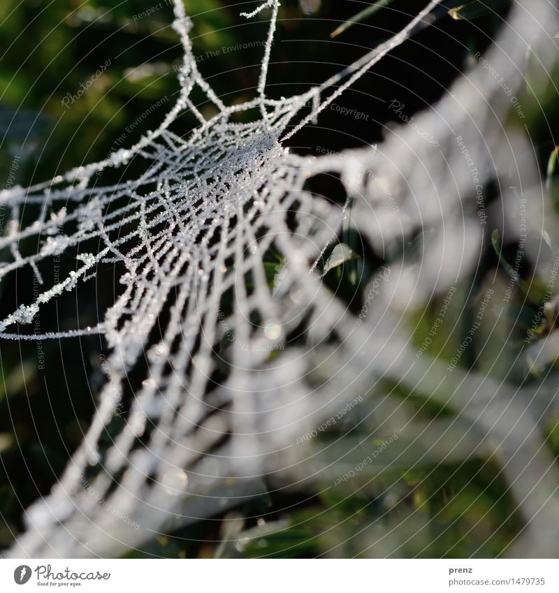 Spider's web iced up Environment Nature Winter Climate Weather Ice Frost Wild plant Coast Lakeside Wild animal Green White Ice crystal Colour photo