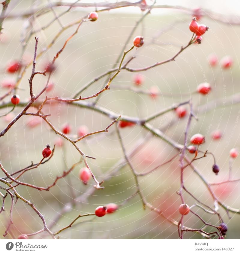 rose hip Bushes Twig Branch Thorn Fruit Seed Berries Seed head Rose hip Tea Food Medicinal plant Red Autumn aggregate fruit Dog rose