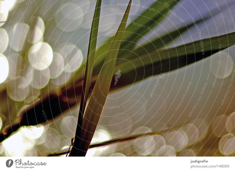 grass Grass Common Reed Water Back-light Evening sun Glittering Lighting Nature Environment Plant Patch Point Reflection Beautiful Delicate Coast Lakeside Dream